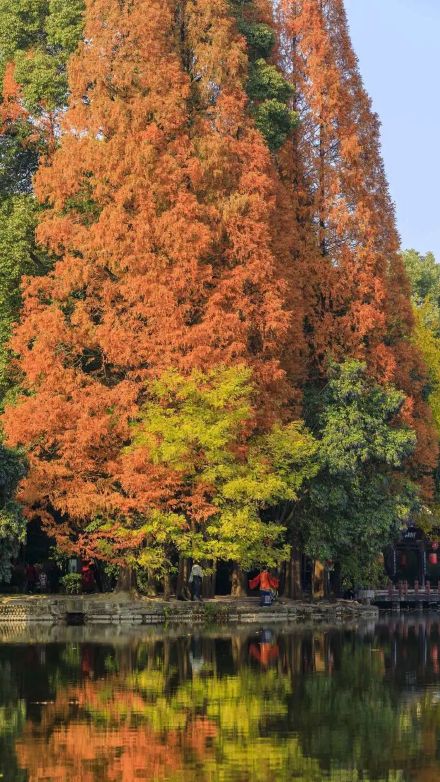 阳光下的水杉是自然的馈赠！冬季里的大美中国