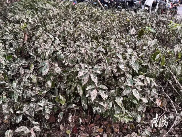 广东佛山一地近两个月天降大量“鸟屎雨”，官方回应：系家燕迁徙，属正常现象