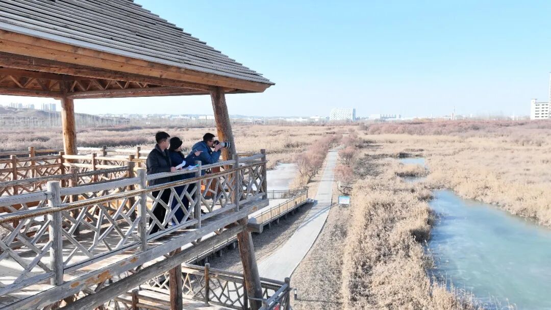 鸟鸣芦荻间，生态入画来！秦王川国家湿地公园持续改善环境打造候鸟家园