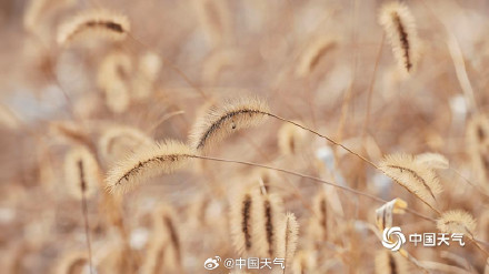 北方冬野的低调美学 草木枯荣自带烟熏色