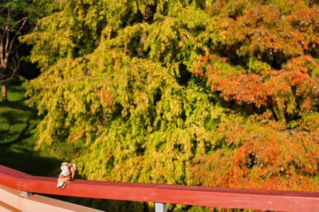 进入观赏期！广州的落羽杉，红了