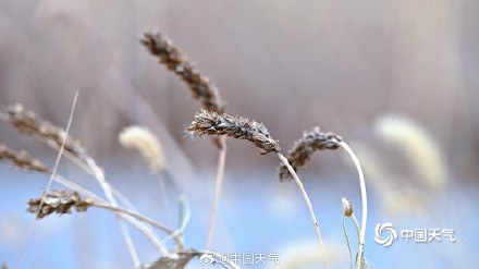 北方冬野的低调美学 草木枯荣自带烟熏色