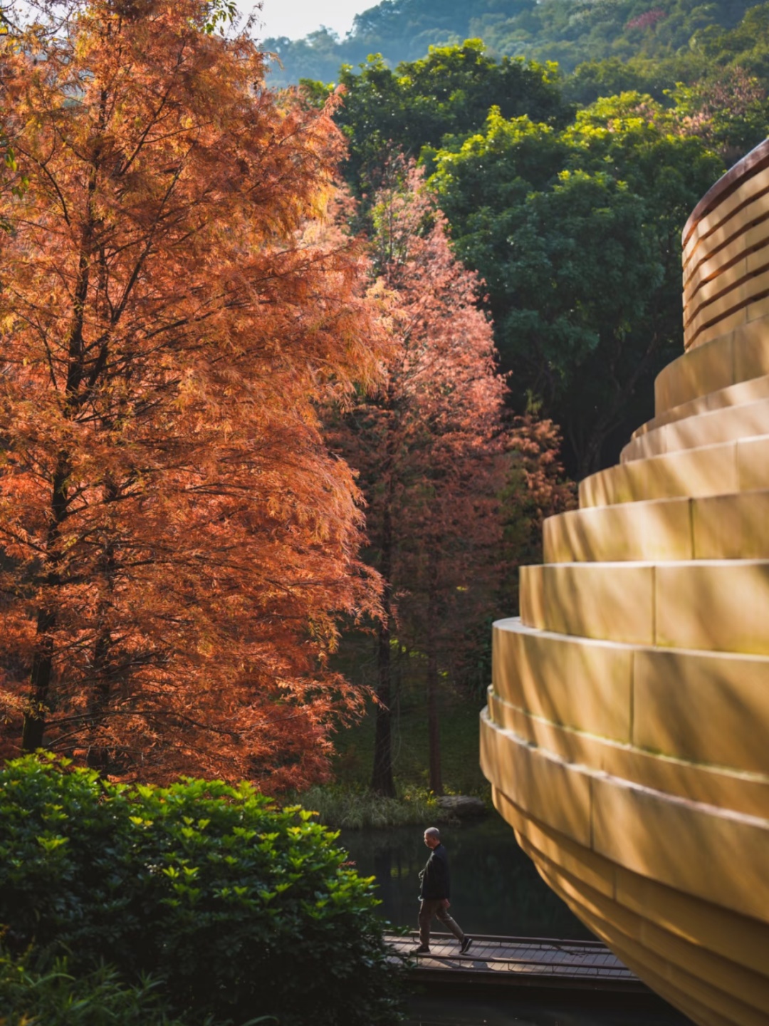 进入观赏期！广州的落羽杉，红了