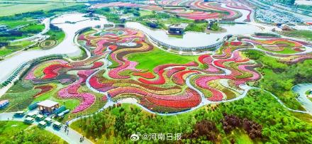 全国八成月季来自河南南阳