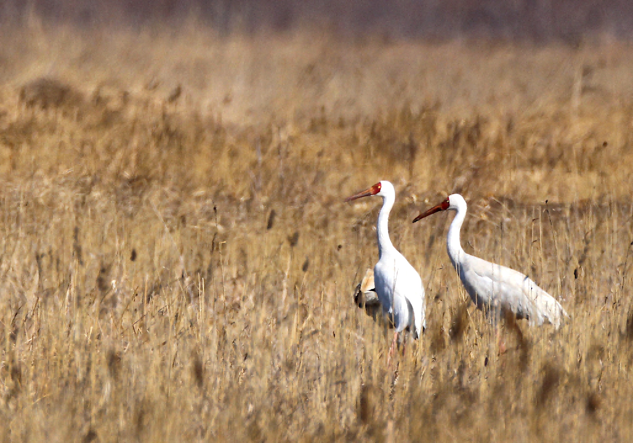 全球仅存约6500只 29位“稀客”到访北京官厅水库