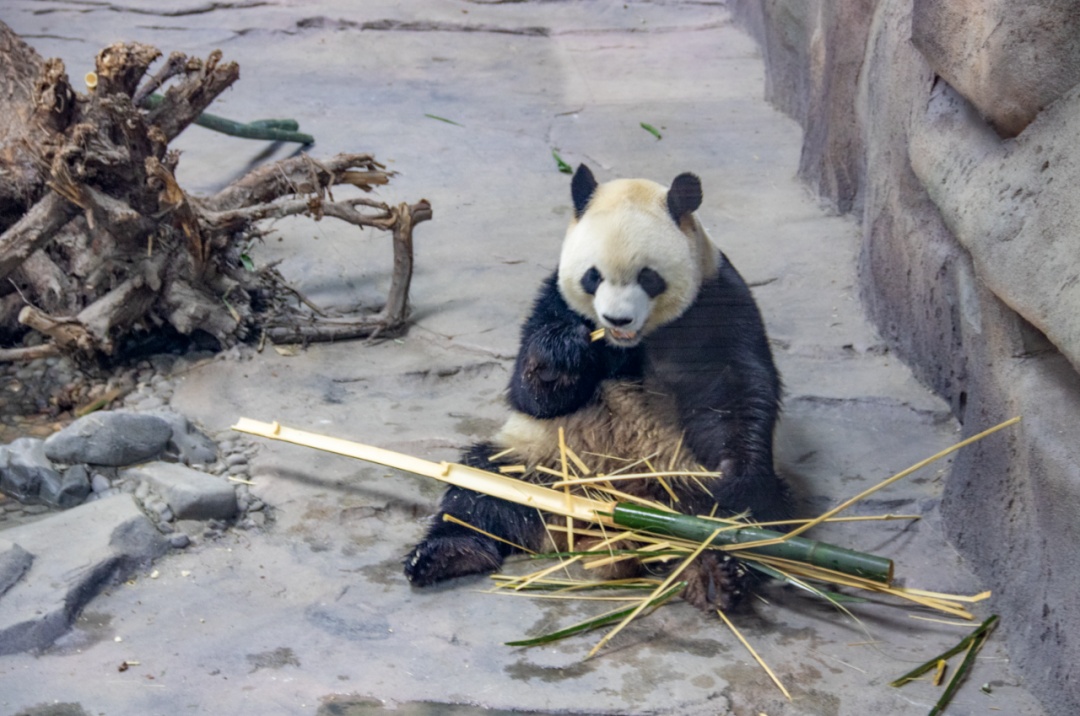 家里有这条件！太阳岛大熊猫专属雪滑梯扩建完成