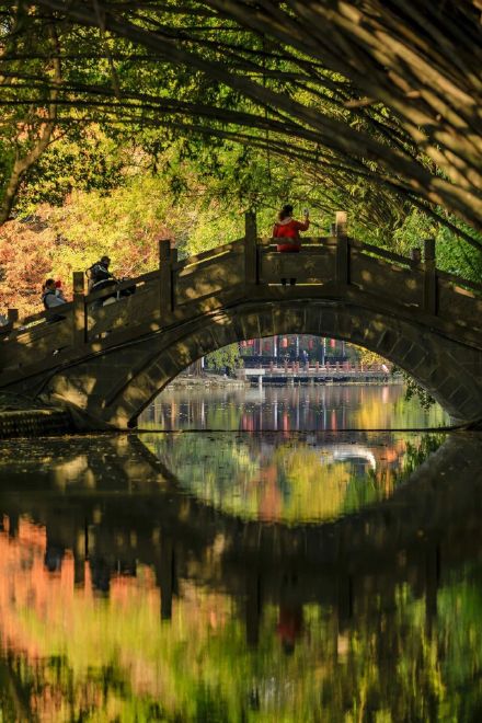 阳光下的水杉是自然的馈赠！冬季里的大美中国