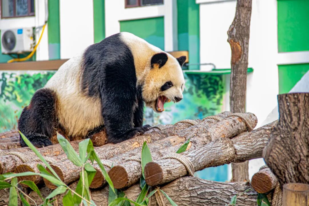 家里有这条件！太阳岛大熊猫专属雪滑梯扩建完成