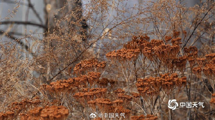 北方冬野的低调美学 草木枯荣自带烟熏色