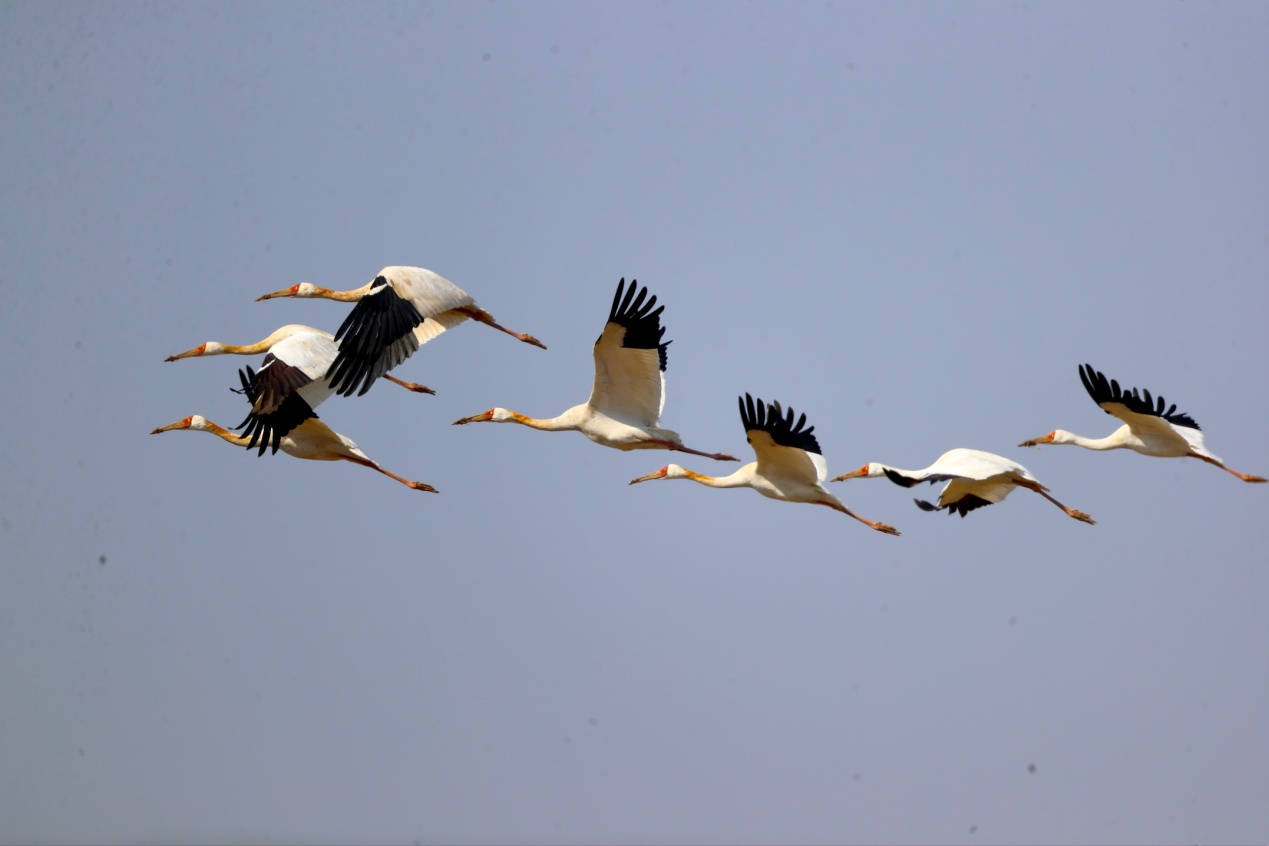 全球仅存约6500只 29位“稀客”到访北京官厅水库
