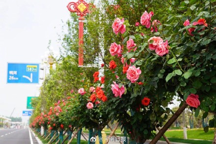 全国八成月季来自河南南阳