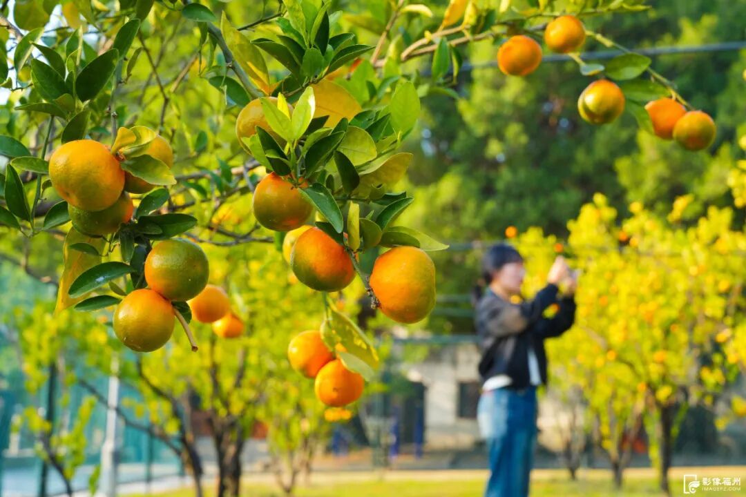 寒潮全国“发货”！即将抵达福建！福州最低温将跌至……