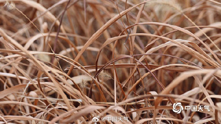 北方冬野的低调美学 草木枯荣自带烟熏色