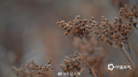 北方冬野的低调美学 草木枯荣自带烟熏色