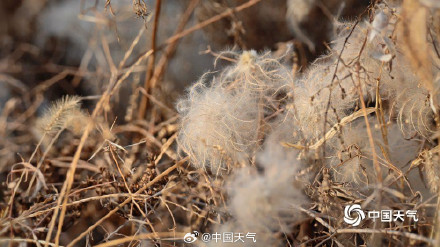 北方冬野的低调美学 草木枯荣自带烟熏色