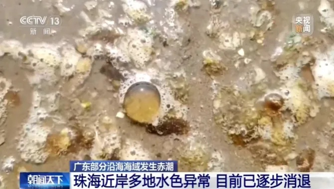 珠海部分海域出现“爆爆珠”？官方发布提醒