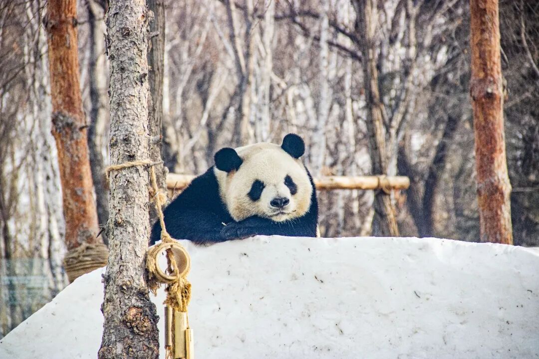 家里有这条件！太阳岛大熊猫专属雪滑梯扩建完成