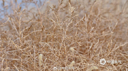 北方冬野的低调美学 草木枯荣自带烟熏色