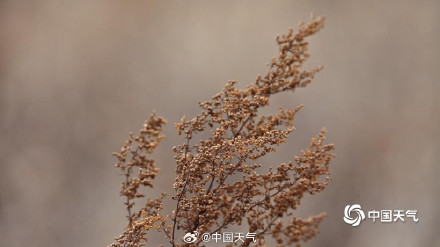 北方冬野的低调美学 草木枯荣自带烟熏色