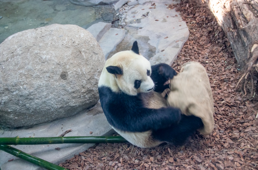 家里有这条件！太阳岛大熊猫专属雪滑梯扩建完成