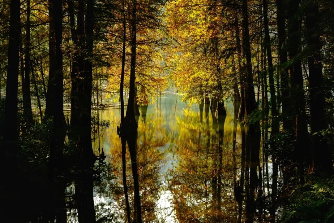 进入观赏期！广州的落羽杉，红了