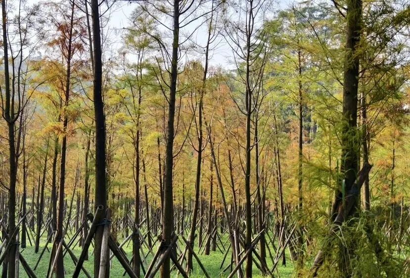 进入观赏期！广州的落羽杉，红了