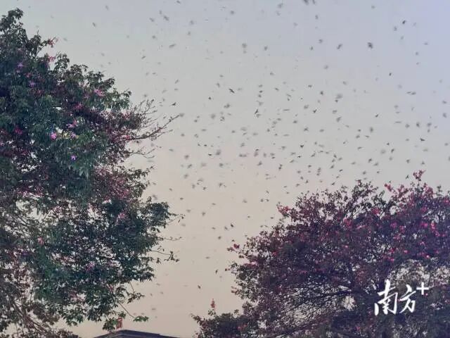 广东佛山一地近两个月天降大量“鸟屎雨”，官方回应：系家燕迁徙，属正常现象