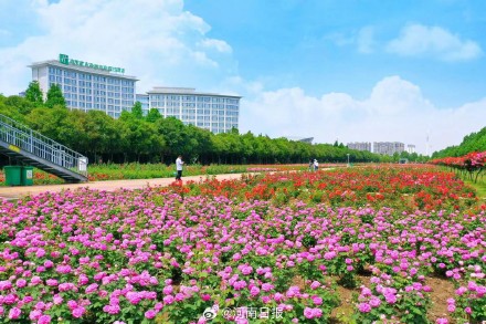 全国八成月季来自河南南阳