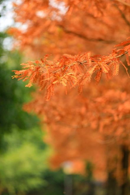 阳光下的水杉是自然的馈赠！冬季里的大美中国