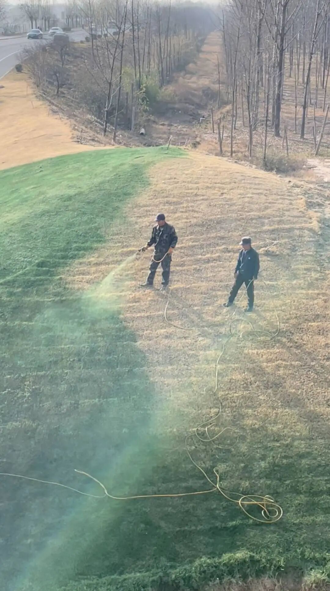 陕西一地给枯草喷颜料搞“绿化”？官方回应：是营养液