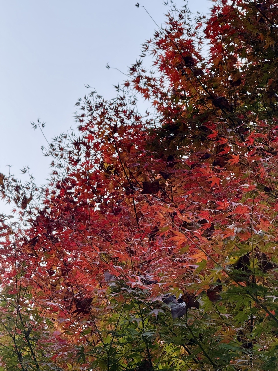 岳麓山枫叶进入最佳观赏期!层林尽染美如画 岳麓山枫叶进入最佳观赏期!层林尽染美如画