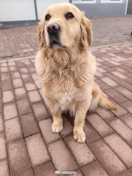 转扩！4只退役军犬公开征集领养人