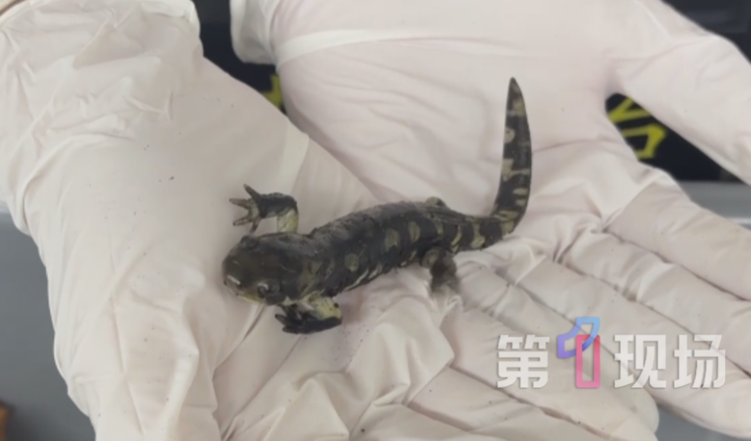4人身上藏72只外来物种！闯深圳海关时被拦截