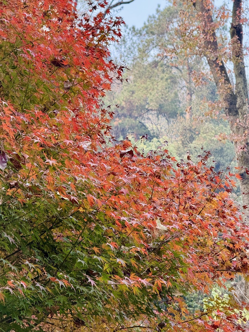 岳麓山枫叶进入最佳观赏期!层林尽染美如画 岳麓山枫叶进入最佳观赏期!层林尽染美如画