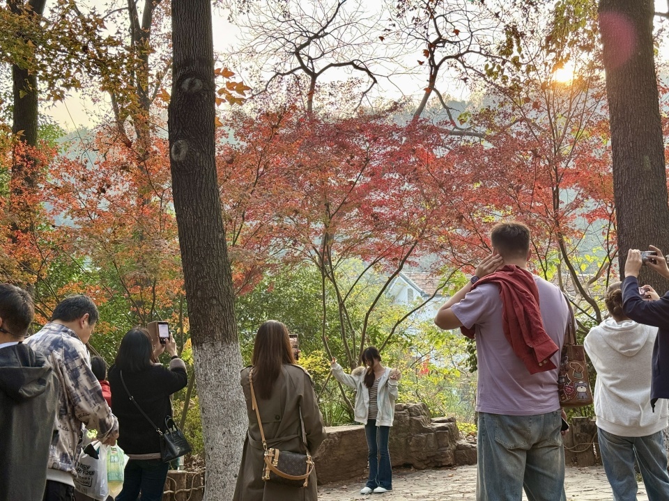 岳麓山枫叶进入最佳观赏期!层林尽染美如画 岳麓山枫叶进入最佳观赏期!层林尽染美如画