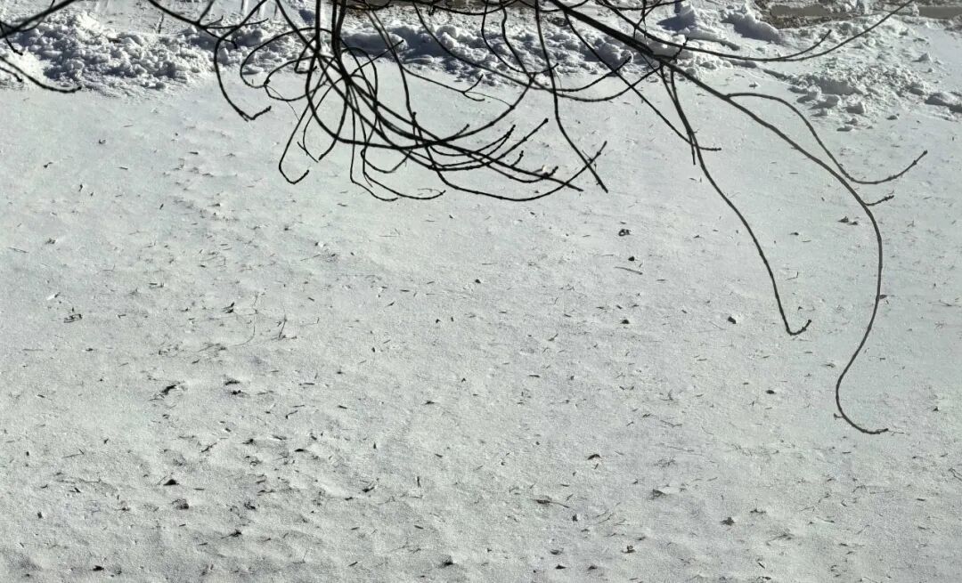局地10级大风！辽宁未来三天还会迎接大雪+降温！