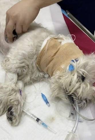 “北京宠物犬中毒刑事公诉案”一审宣判，被告人获刑4年，当事人：对方当庭上诉