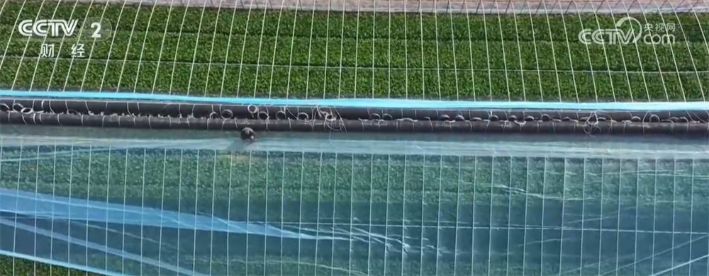 寒潮来袭，“速冻”模式如何应对？各地积极保障供暖和“菜篮子”货足价稳