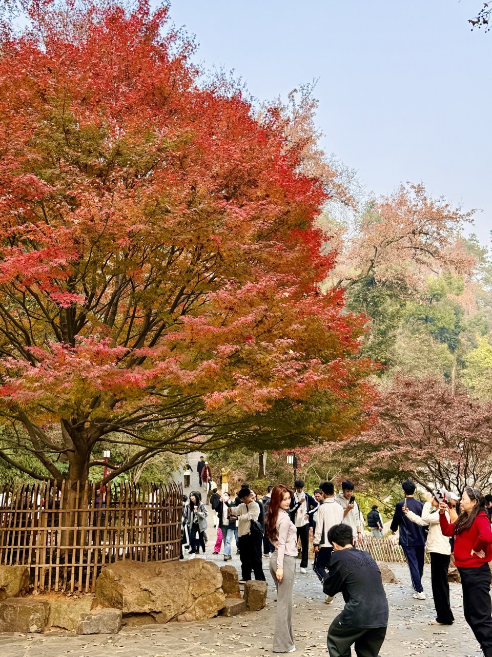 岳麓山枫叶进入最佳观赏期!层林尽染美如画 岳麓山枫叶进入最佳观赏期!层林尽染美如画
