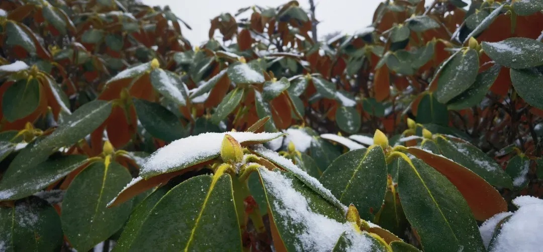 雨雪齐上阵，局地直降12℃！云南即将迎来大降温