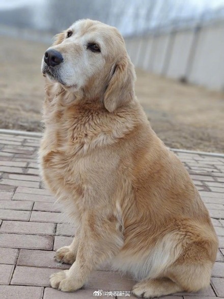 转扩！4只退役军犬公开征集领养人