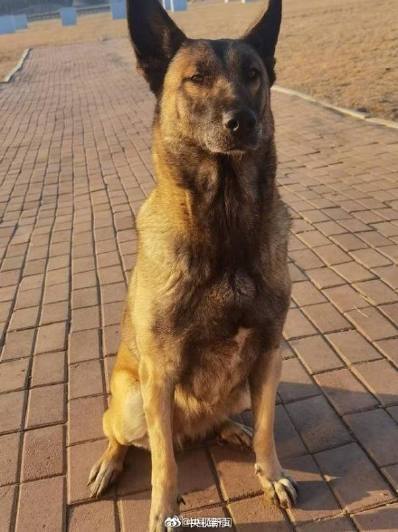 转扩！4只退役军犬公开征集领养人