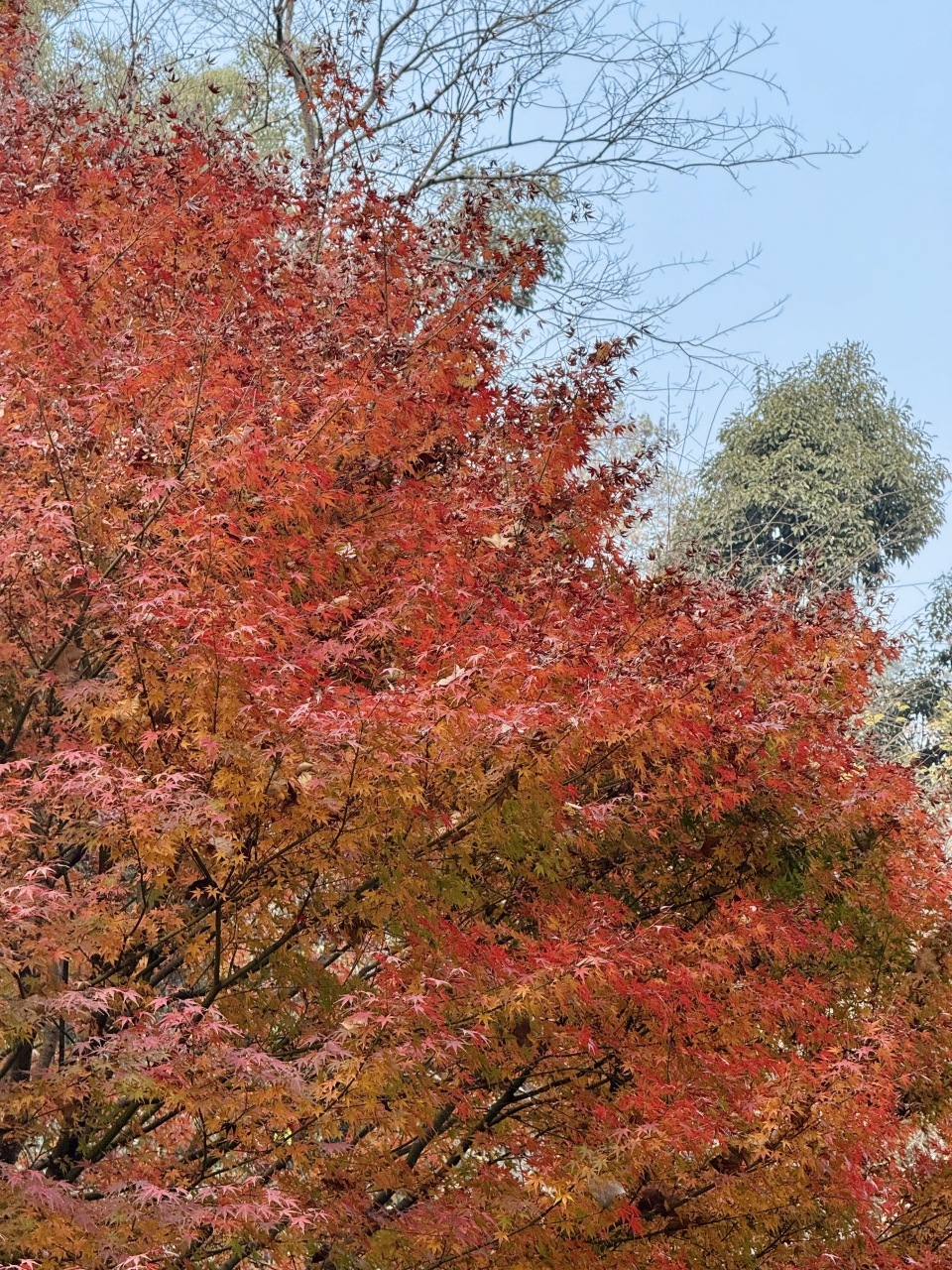 岳麓山枫叶进入最佳观赏期!层林尽染美如画 岳麓山枫叶进入最佳观赏期!层林尽染美如画