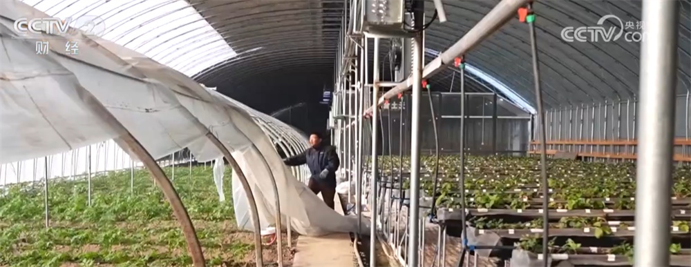 寒潮来袭，“速冻”模式如何应对？各地积极保障供暖和“菜篮子”货足价稳