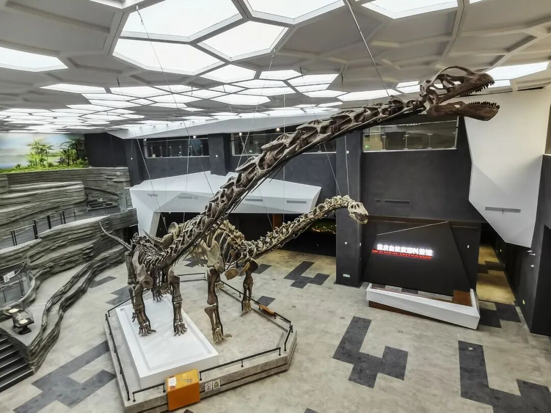 重庆发现恐龙新种！距今约1.6亿年，复原体长24米