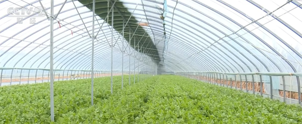 寒潮来袭，“速冻”模式如何应对？各地积极保障供暖和“菜篮子”货足价稳