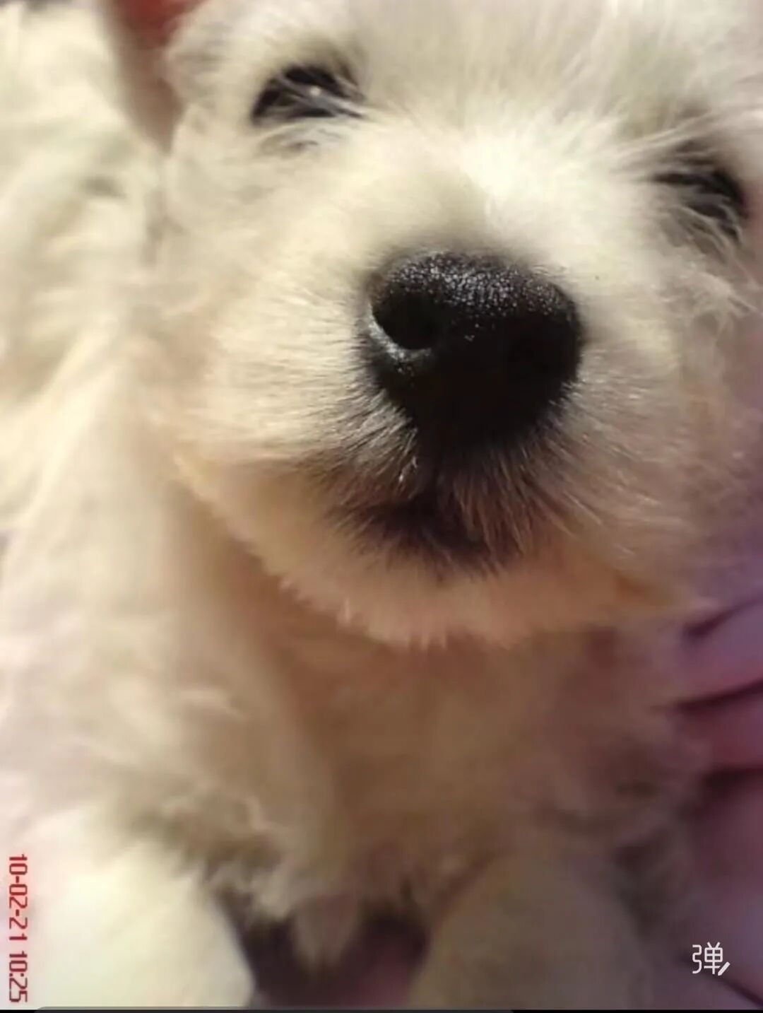 陪伴13年的爱犬被毒死！女子辞职“死磕”3年，案件宣判