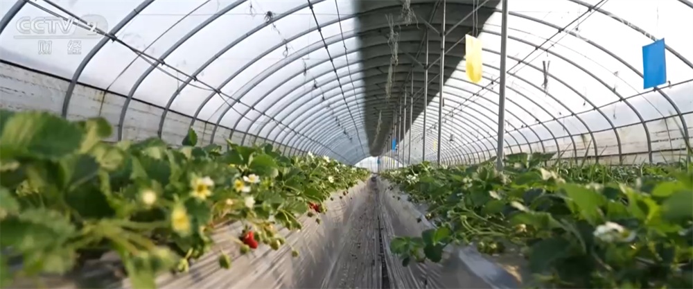 寒潮来袭，“速冻”模式如何应对？各地积极保障供暖和“菜篮子”货足价稳