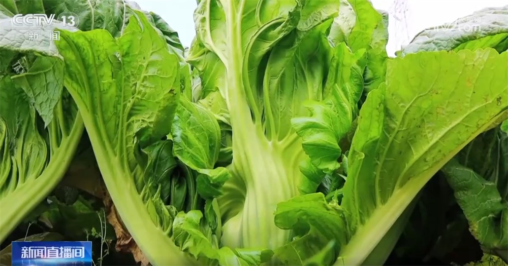 政策组合拳推动“小特产”变成“大产业” 一起揭开“下饭菜”富民密码 政策组合拳推动“小特产”变成“大产业” 一起揭开“下饭菜”富民密码