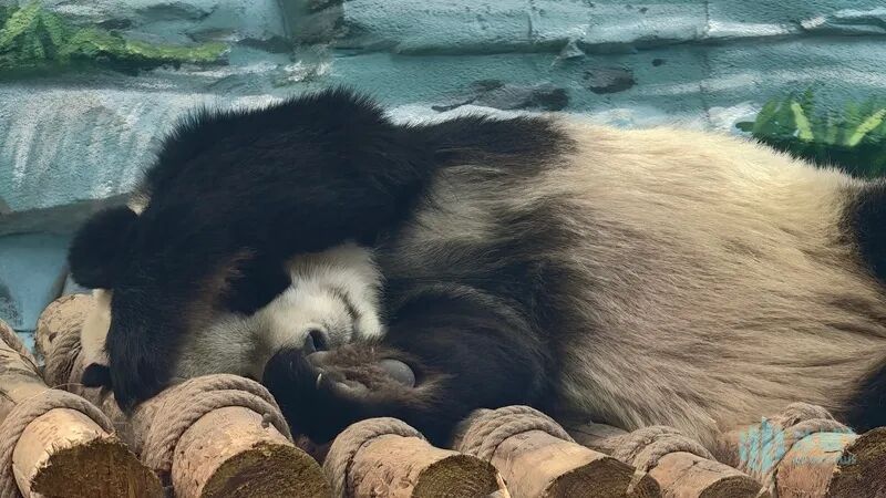 冬日里的“宅家时光”!“芝士”“芝麻”酣睡萌化游客 冬日里的“宅家时光”!“芝士”“芝麻”酣睡萌化游客